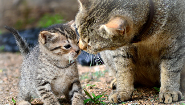 catkiss
