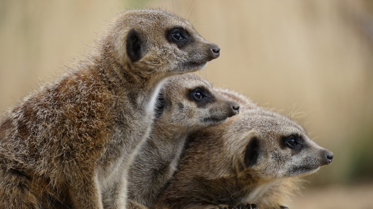 Neues Machtzentrum in Kenia