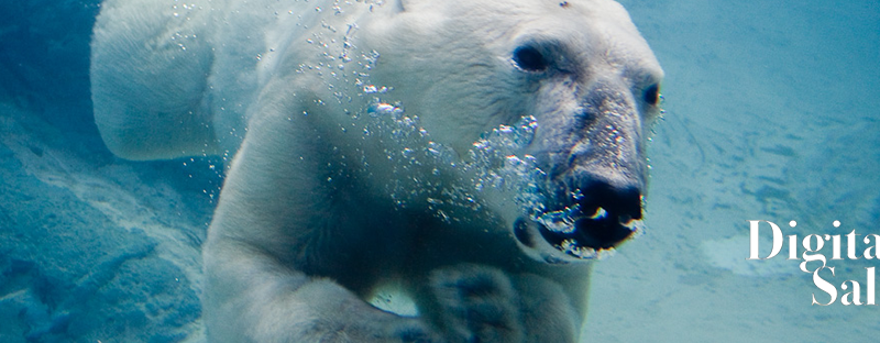polar3_banner_klaviyo Am warmen Polar
