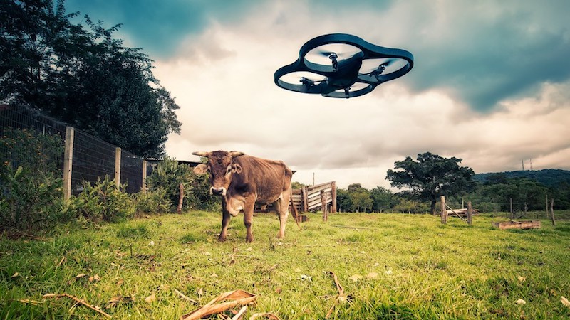 Lima Pix_Drone vs Cow_Flickr Lima Pix_Drone vs Cow_Flickr