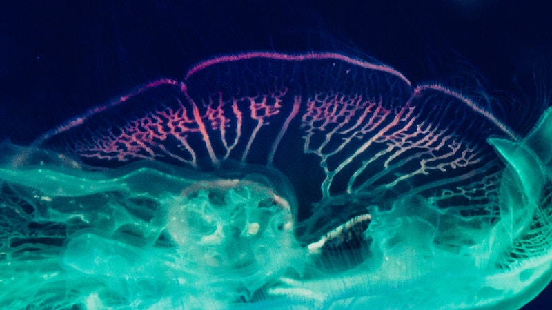 ai-jellyfish ai-jellyfish