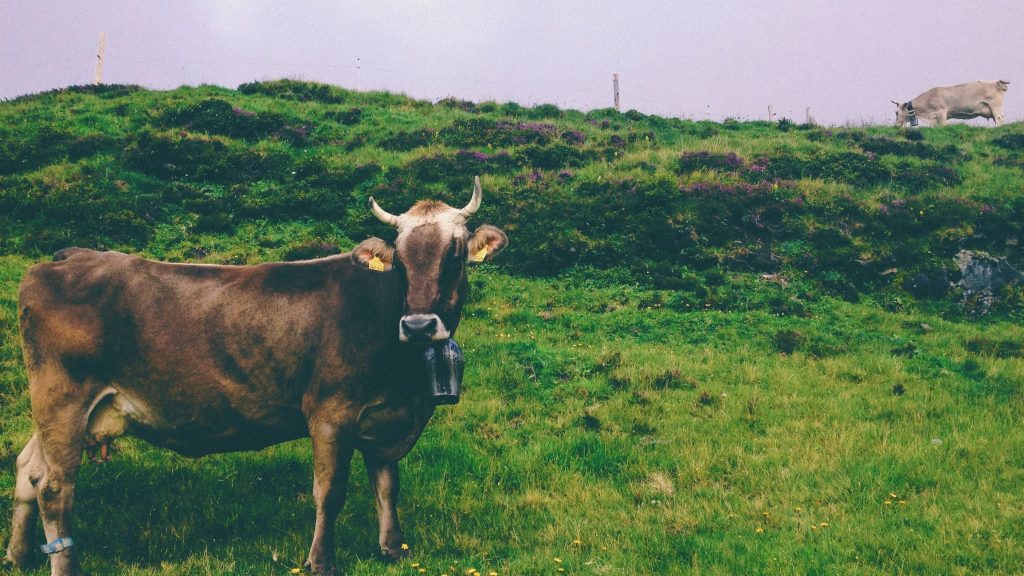 nathan-fertig-64724-unsplash Mitbestimmung