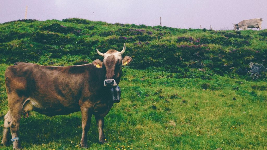 nathan-fertig-64724-unsplash Mitbestimmung