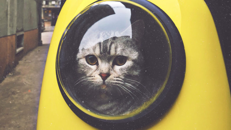 cat-content cat-content