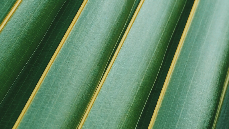 Auf dem Titelbild des SET – Digitalisierung und Klima Projekts sieht man grüne Blätter mit gelben Rand, die einer gerade Reihe aneinandergereiht sind.
