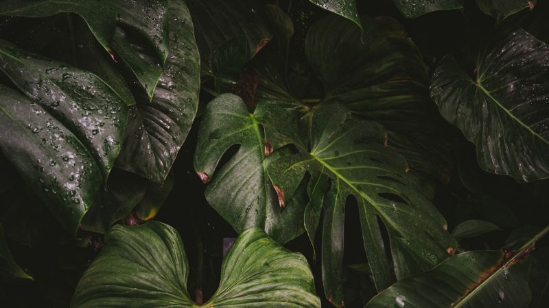 Banner zur Ausschreibung Indonesia