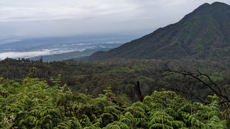 rainforest protection in indonesia