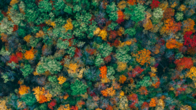 eine mehrfarbige Baumlandschaft von oben, die eine bunte digitale Publikationslandschaft symbolisiert