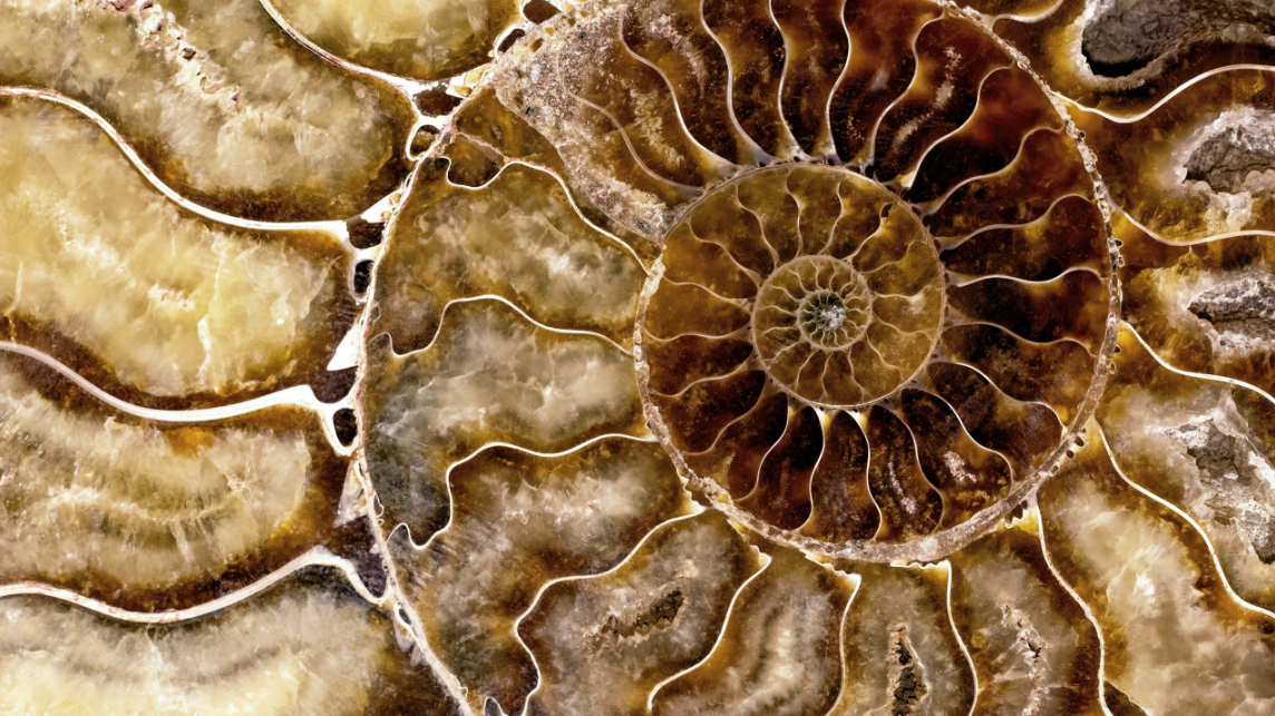 The photo shows a close-up of a spiral seashell. This symbolises complexity and hidden layers, representing AI’s environmental impact across its full life cycle.
