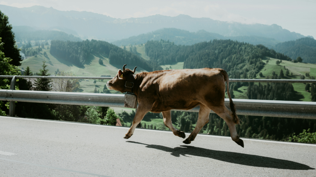 The photo shows a brown cow running freely, representing how data governance helps cities and municipalities escape the digitalisation backlog and enter the digital fast lane.