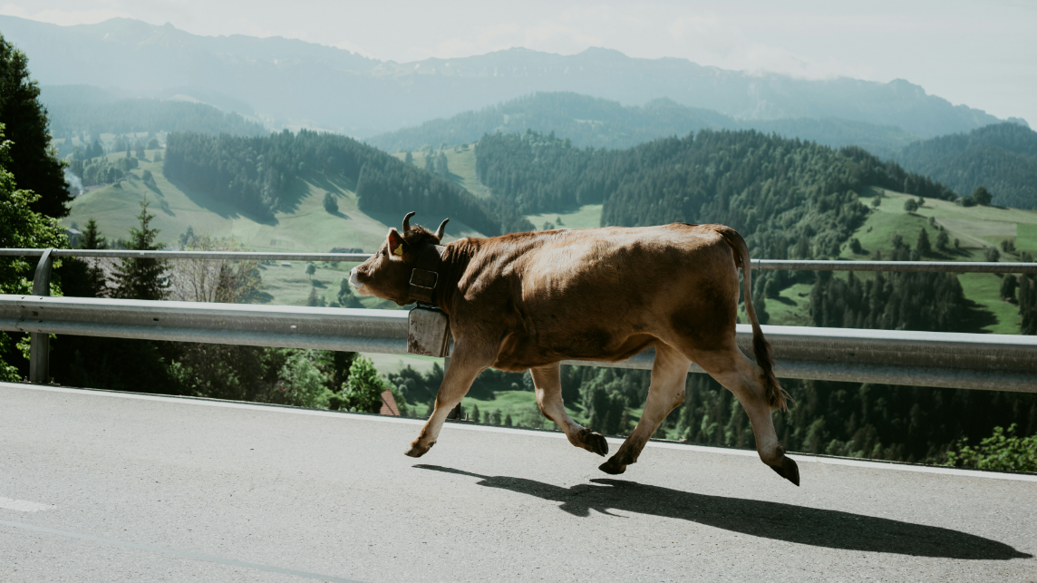 The photo shows a brown cow running freely, representing how data governance helps cities and municipalities escape the digitalisation backlog and enter the digital fast lane.