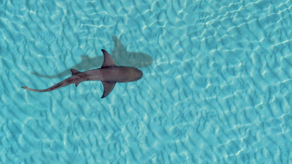 A lone shark in the blue ocean symbolises pressure, rivalry and the “shark tank” metaphor. The image reflects emotionless competition at work, where AI can trigger feelings of inferiority and lead to a loss of trust in the technology.