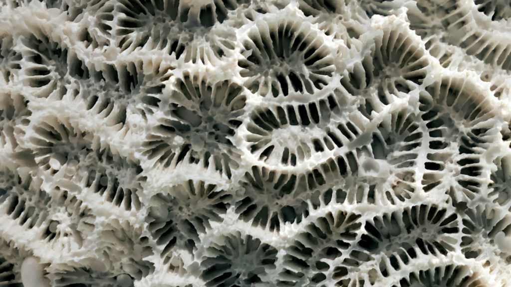 Impact AI Project Council Impact AI Project Council