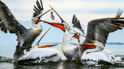 Das Foto zeigt eine Gruppe kämpfender Pelikane. Das zeigt symbolisch die Verbreitung von Desinformation durch Politiker*innen und Parteien.