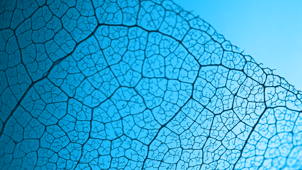 AI Capacity-Development AI Capacity-Development
