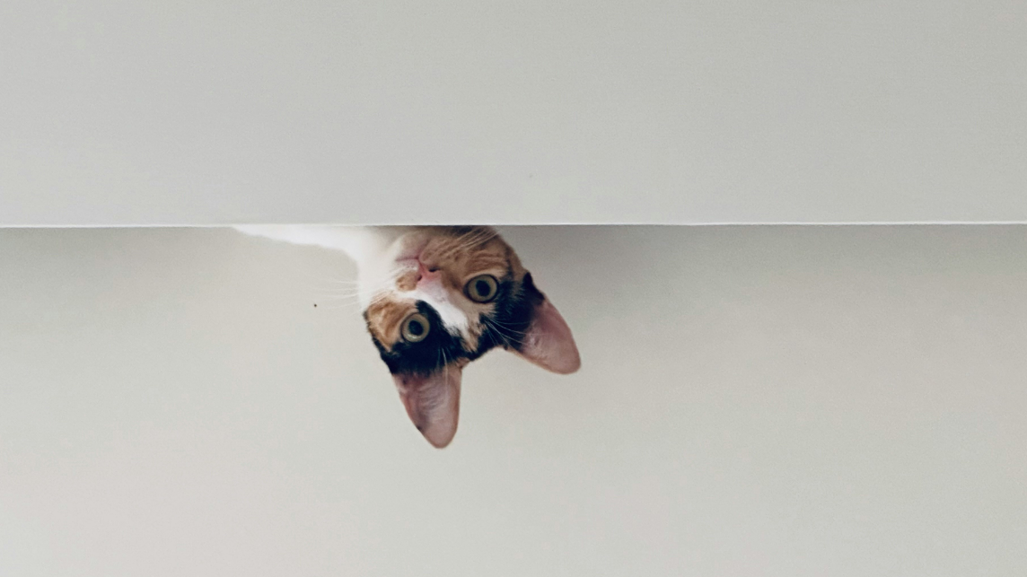 Den DSA durchsetzen: Ein Katz-und-Maus-Spiel?