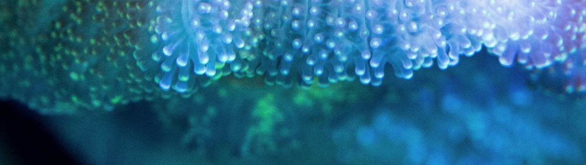 Close-up of glowing coral underwater