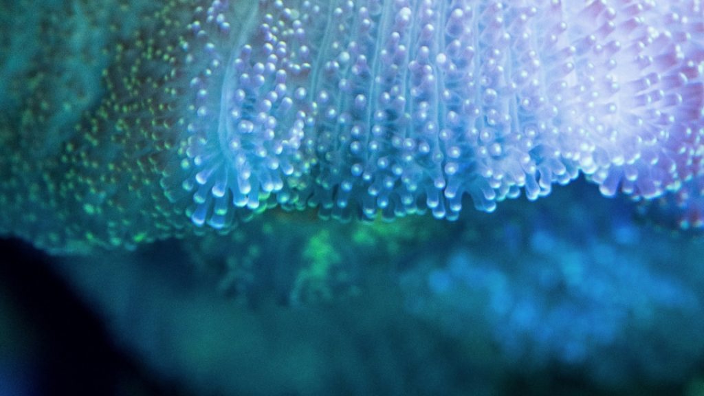 Glowing underwater coral in blue tones symbolically represents the impact of AI on the environment, with blue typically associated with technology.