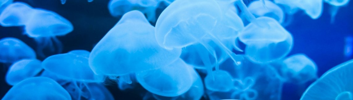 Blue jellyfish floating in water