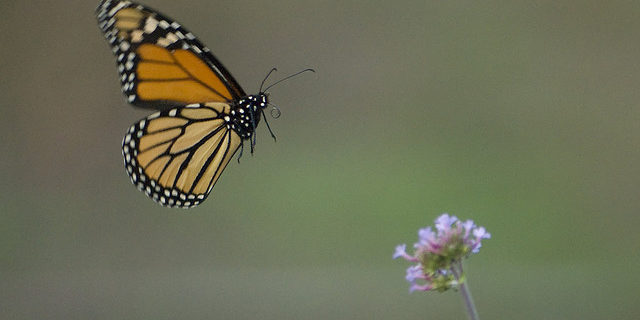 butterfly in flight butterfly in flight