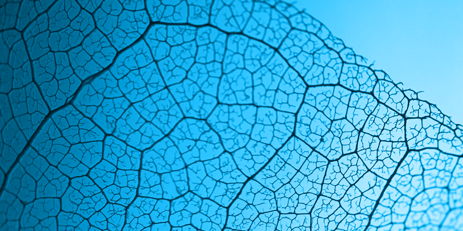 AI Capacity-Development