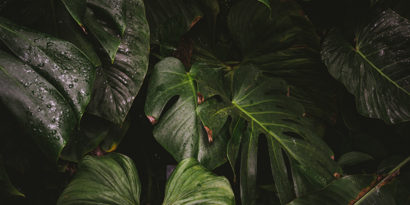 Banner zur Ausschreibung Indonesia Banner zur Ausschreibung Indonesia