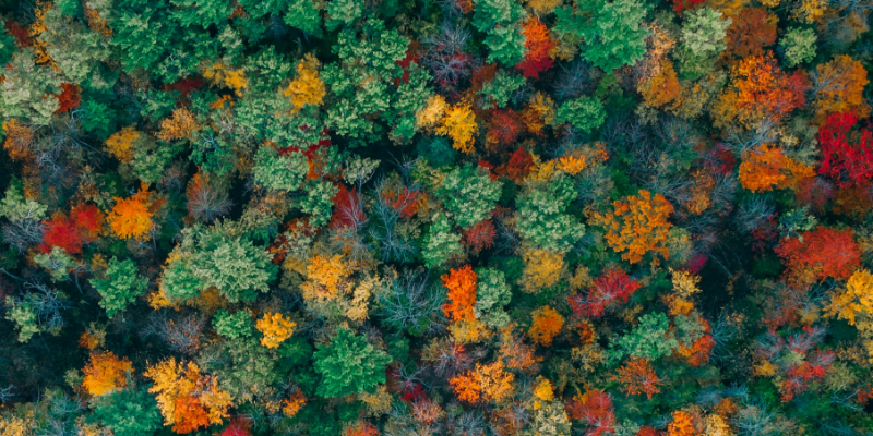 eine mehrfarbige Baumlandschaft von oben, die eine bunte digitale Publikationslandschaft symbolisiert