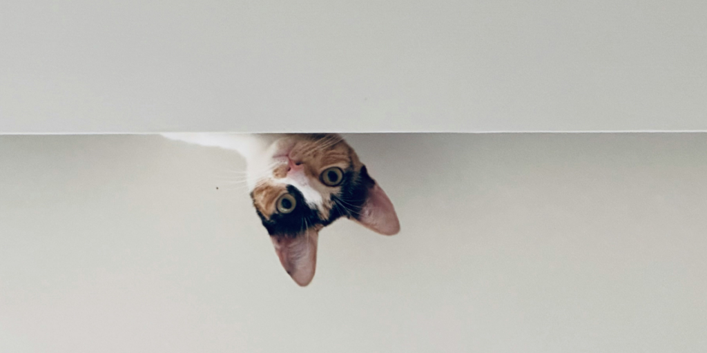 DSABlogPart2_Titelbild Eine schwarz-weiß-rote Katze lugt hinter einer Wand hervor. Das steht symbolisch für das Katz-und-Maus-Spiel rund um den Digital Services Act.