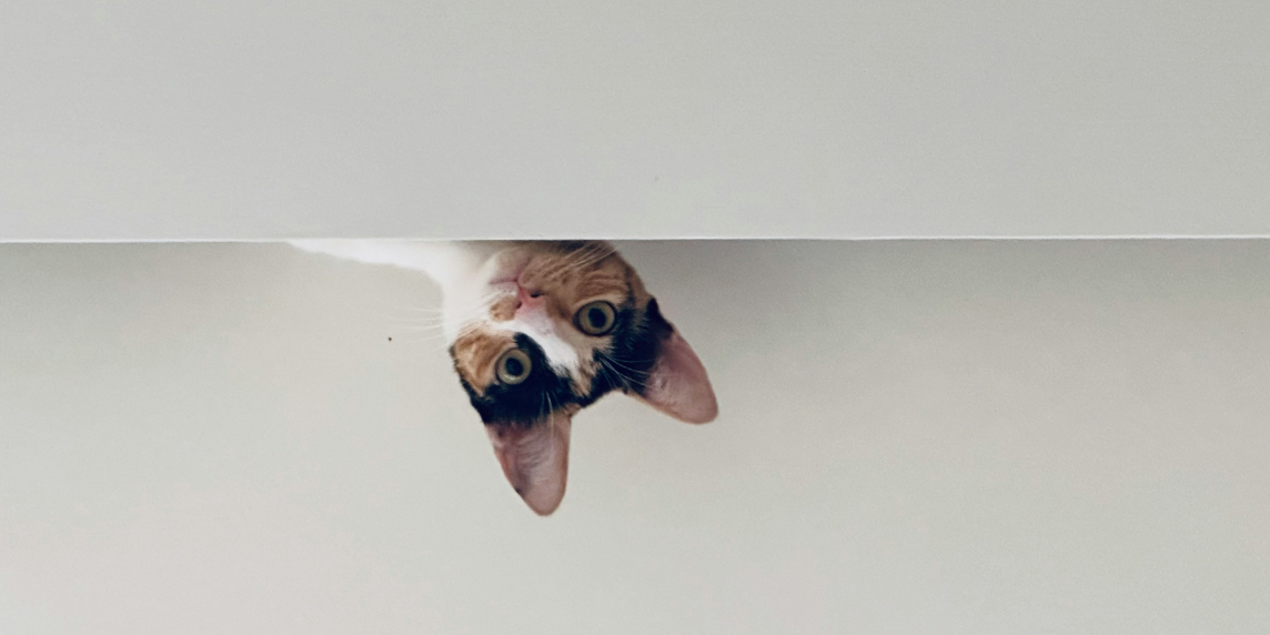 DSABlogPart2_Titelbild A black, white and ginger cat peeking out from behind a wall, symbolising the cat and mouse game surrounding the Digital Services Act.