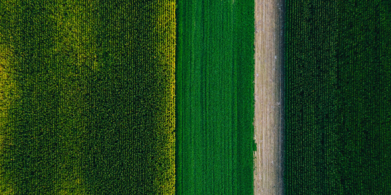 GIZ-Digitalisierung-Klima-Entrepreneurship-Banner-Webseite Man sieht eine landwirtschaftliche Fläche, die in 4 gerade Vegetationsstreifen in unteschiedlichen Grüntonen aufgeteilt sind.