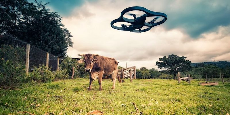 Lima Pix_Drone vs Cow_Flickr