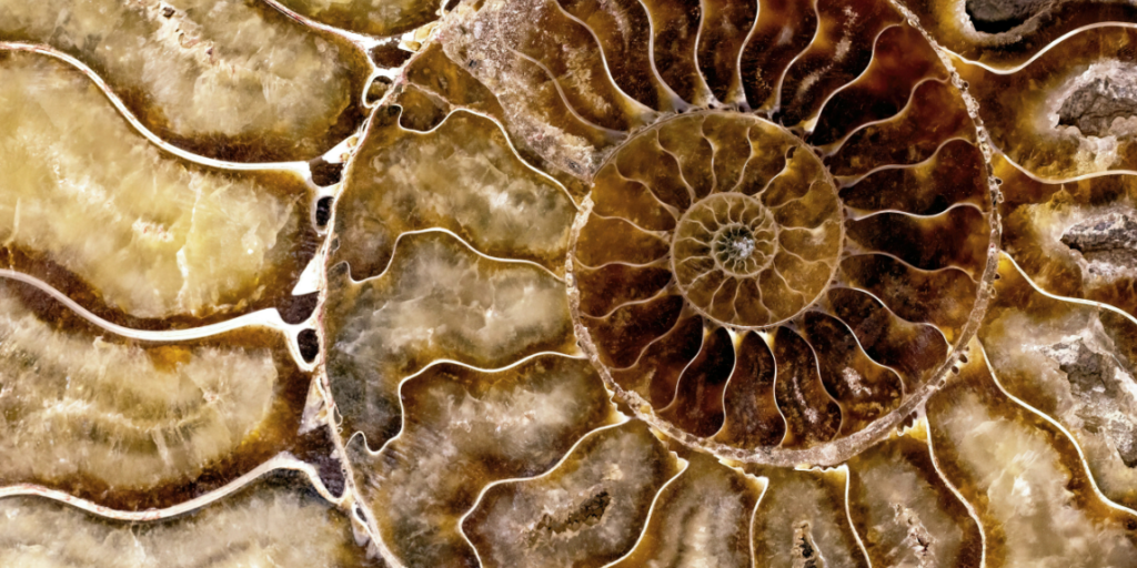 The photo shows a close-up of a spiral seashell. This symbolises complexity and hidden layers, representing AI’s environmental impact across its full life cycle.