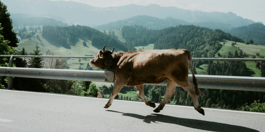 Das Foto zeigt eine rennende Kuh auf einer Landstraße. Sie ist ein Symbol dafür, den Digitalisierungsstau in Städten und Gemeinden hinter sich zu lassen und auf die digitale Überholspur zu wechseln.