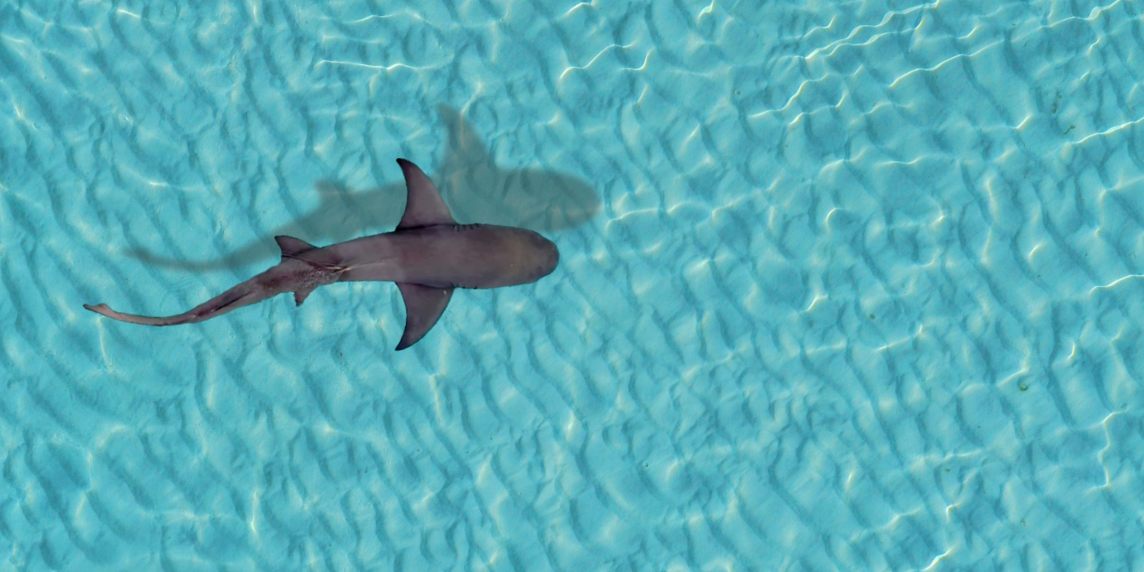Titelbild_VertrauenKI – 1 A lone shark in the blue ocean symbolises pressure, rivalry and the “shark tank” metaphor. The image reflects emotionless competition at work, where AI can trigger feelings of inferiority and lead to a loss of trust in the technology.
