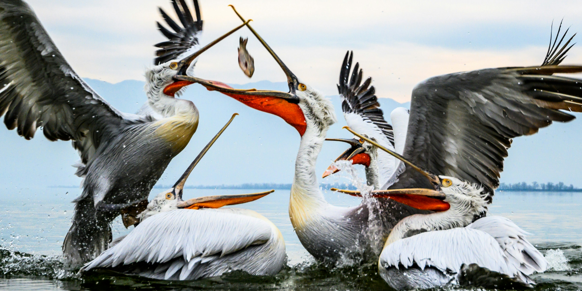 The photo shows fighting white and black pelicans on the water, symbolising the spread of disinformation by German politicians and parties.