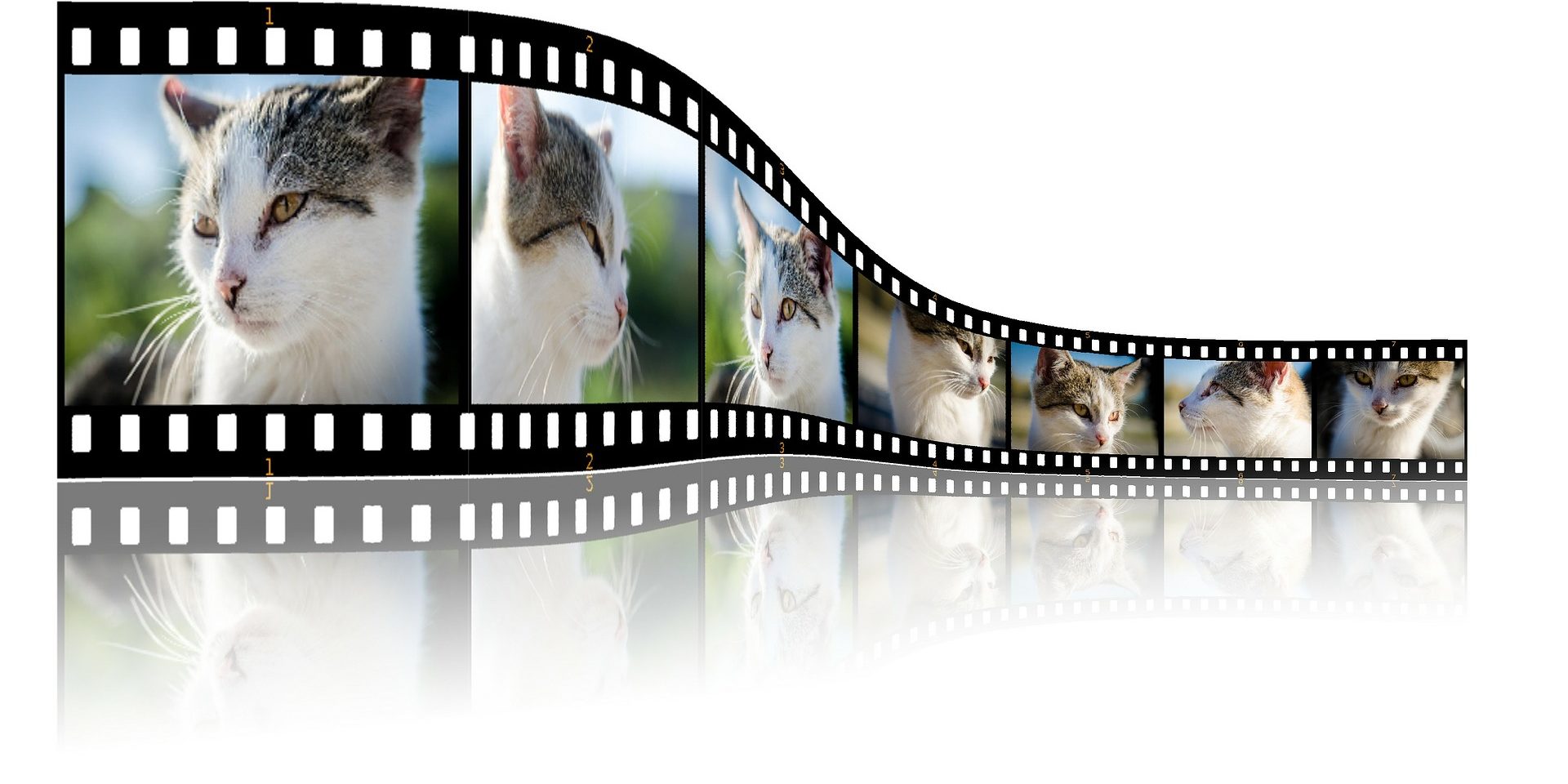 cat-254572_1920 cat-254572_1920