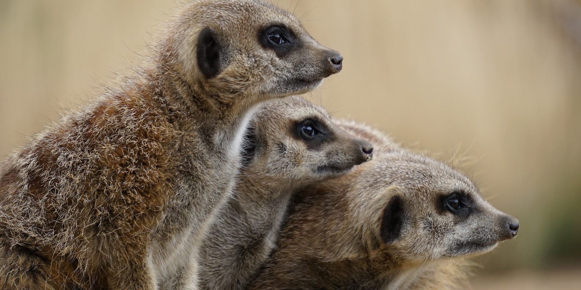 meerkat-1392860_1920 Neues Machtzentrum in Kenia
