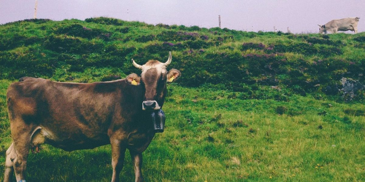 nathan-fertig-64724-unsplash Mitbestimmung