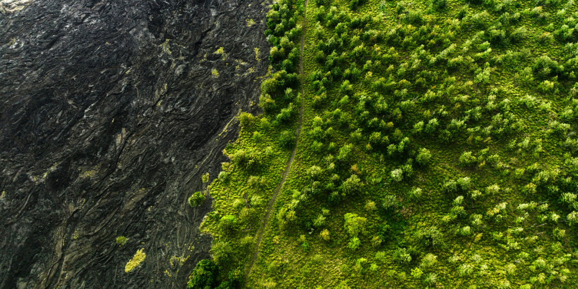 Drohnenaufnahme einer Landschaft mit einem scharfen Übergang zwischen dunklem Lavagestein und dichtem, grünem Bewuchs.